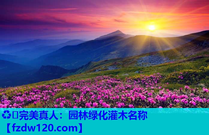 ♻️完美真人：园林绿化灌木名称