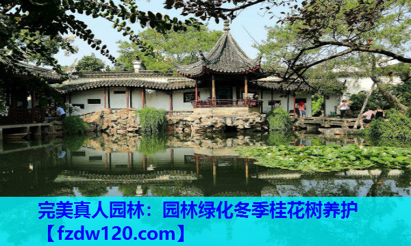 园林绿化冬季桂花树养护