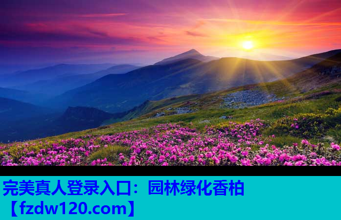 园林绿化香柏