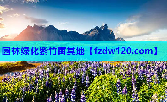 园林绿化紫竹苗其地