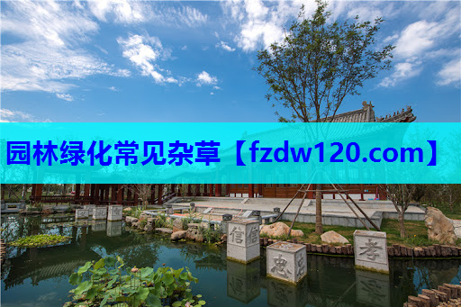 园林绿化常见杂草