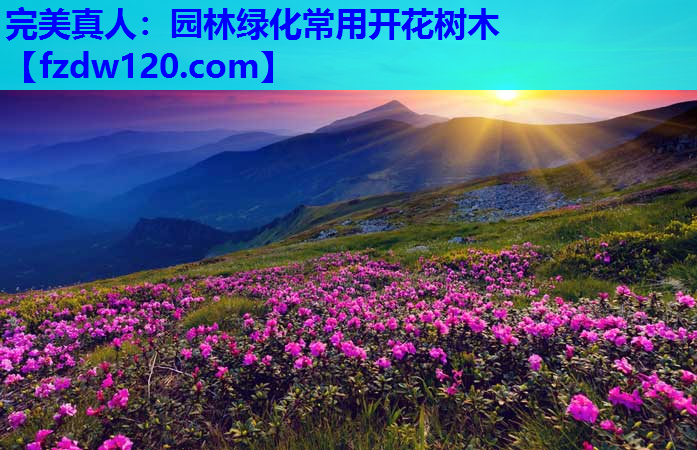 园林绿化常用开花树木